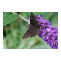 Moth Dreams Poster posters