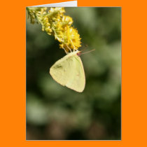 Moth Gathering Pollen cards