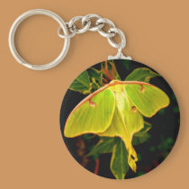 moth Keychain keychains