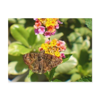 Moth & Lantana Post Card by Priscilla48