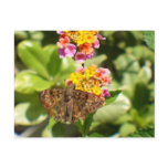 Moth &amp; Lantana Post Card