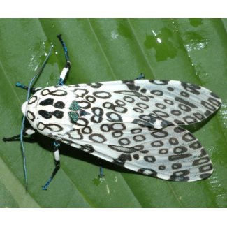 moth leopard mousepad