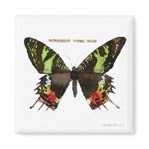 Moth: Madagascan Sunset Moth magnets