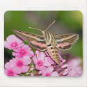 Moth Mousepad by crooster1 Moth Mousepad
