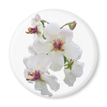 Moth Mullein Wildflower Fridge Magnets