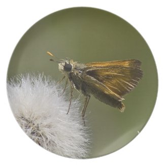 Moth on Dandelion Plate plate