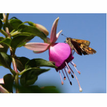 Moth On Fuchsia Flower photo sculptures by lifesphere Moth On Fuchsia Flower photo sculptures