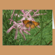 Moth on Tamarisk cards