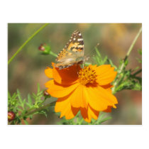 Moth on Yellow Flower postcards