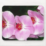 Moth Orchid Mouse Pad
