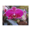 Moth Orchid Postcard