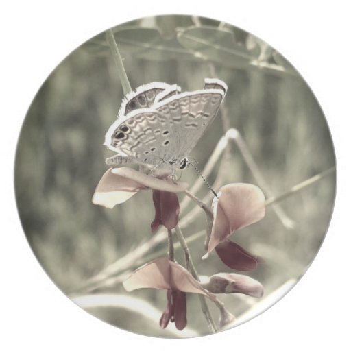 Moth Plate