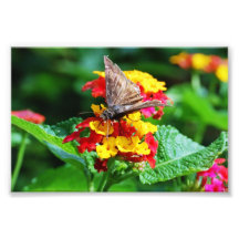 Moth Pollinating Yellow and Red Flowers Print Art Photo