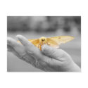 Moth Postcard