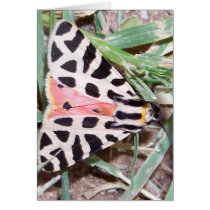 moth-with-red cards