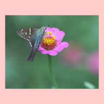 Moth with Zinnia Print posters