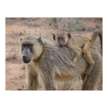 Mother and Baby Baboon posters by drewdodson Mother and Baby Baboon posters