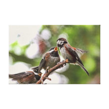 Mother and Baby Birds Stretched Canvas Print