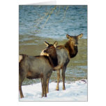 Mother And Baby Elk Card