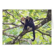 Mother and Baby Monkey Card