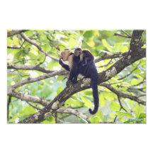 Mother and Baby Monkey Photo Art