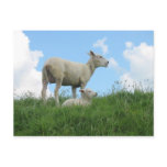 Mother and Baby Sheep Spring PostCard