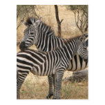 Mother and Baby Zebra  Postcard postcards