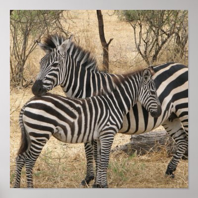 Mother and Baby Zebra  Poster