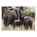 Mother and Daughters (Elephant Family) cards