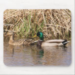 Mother and father duck. mousepads