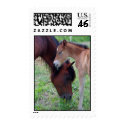 Mother and foal  postage postage