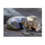 Mother and Nursing Pup Postcard postcards