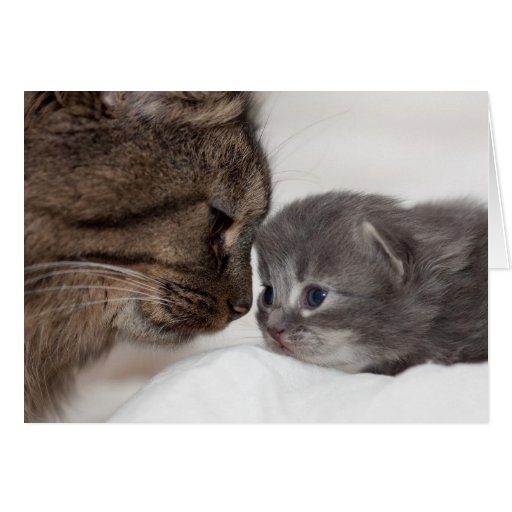 Mother and Son Cat and Kitten Greeting Card