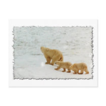 Mother Bear and Cubs postcards