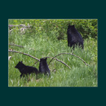 Mother Bear & Cubs Wildlife Postcard