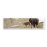 Mother Bison and Calf Bumper Sticker
