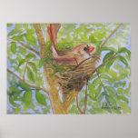 Mother Cardinal on Nest posters