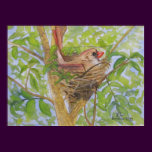 Mother Cardinal on Nest posters