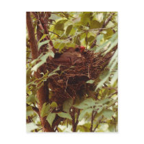 Mother Cardinal Postcard