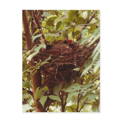 Mother Cardinal Postcard by naturegirl7