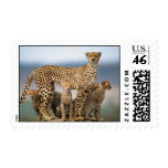 Mother Cheetah & her Cubs postage