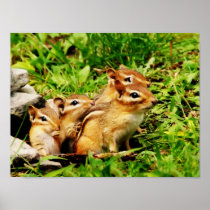 Mother chipmunk with babies poster