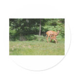 Mother Deer Feeds Her Babies stickers