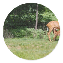 Mother Deer Feeds Her Babies Stickers
