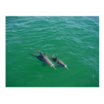 Mother Dolphin Swimming With Her Two Off-Springs Postcard