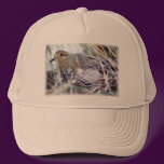 Mother Dove and Young Hat