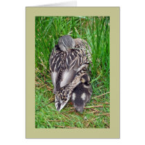 Mother duck and baby greeting card