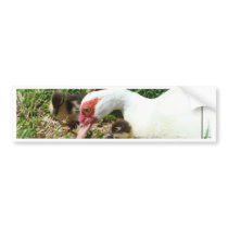 Mother Duck said Quack Quack Quack bumper stickers by sharonsphotography Mother Duck said Quack Quack Quack bumper stickers