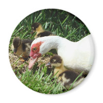 Mother Duck said Quack Quack Quack magnets