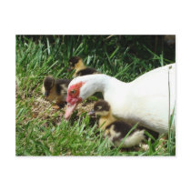 Mother Duck said Quack Quack Quack postcards by sharonsphotography Mother Duck said Quack Quack Quack postcards